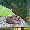 Pin-Up participe au concours pour gagner de l'argent avec cette photo : cat, gray_cat, sleeping, table, patterned_table, outdoor, garden, green_umbrella, sunlight, relaxing, feline, pet, nature, blurred_background, peaceful, cozy, summer, daylight, resting, animal