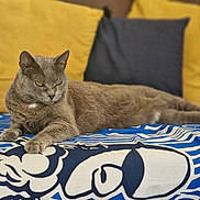 Pin-Up a rejoint le concours — aidez-le/la à gagner de superbes lots ! cat, gray_cat, feline, pet, animal, lying_down, resting, blanket, patterned_blanket, pillow, yellow_pillow, gray_pillow, indoor, cozy, fur, whiskers, relaxed, home, cute, domestic_animal