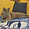 cat, gray_cat, feline, pet, animal, lying_down, resting, blanket, patterned_blanket, pillow, yellow_pillow, gray_pillow, indoor, cozy, fur, whiskers, relaxed, home, cute, domestic_animal