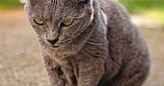 Pin-Up a rejoint le concours — aidez-le/la à gagner de superbes lots ! alert, animal, blurred_background, bokeh, cat, close_up, colorful_background, doormat, ears, fur, golden_eyes, gray_cat, ground, outdoor, paws, pet, photography, portrait, sitting, whiskers