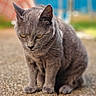alert, animal, blurred_background, bokeh, cat, close_up, colorful_background, doormat, ears, fur, golden_eyes, gray_cat, ground, outdoor, paws, pet, photography, portrait, sitting, whiskers