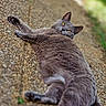 animal, cat, closeup, feline, fur, garden, gravel, gray_cat, greenery, lounging, lying_down, outdoor, path, paws, pet, playful, portrait, relaxed, stretching, yellow_eyes