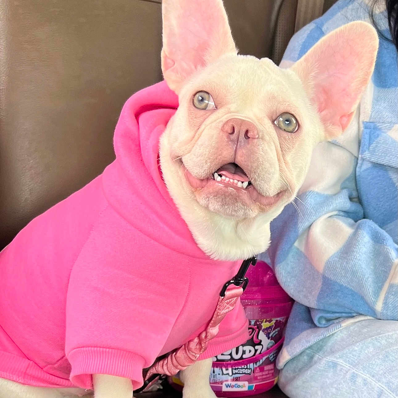 Lulu joined the competition — help win amazing prizes! animal, blanket, boxer, bulldog, canine, clothing, cushion, dog, face, frenchbulldog, head, homedecor, person, pet, photography, pitbull, portrait, puppy, purple, t_shirt