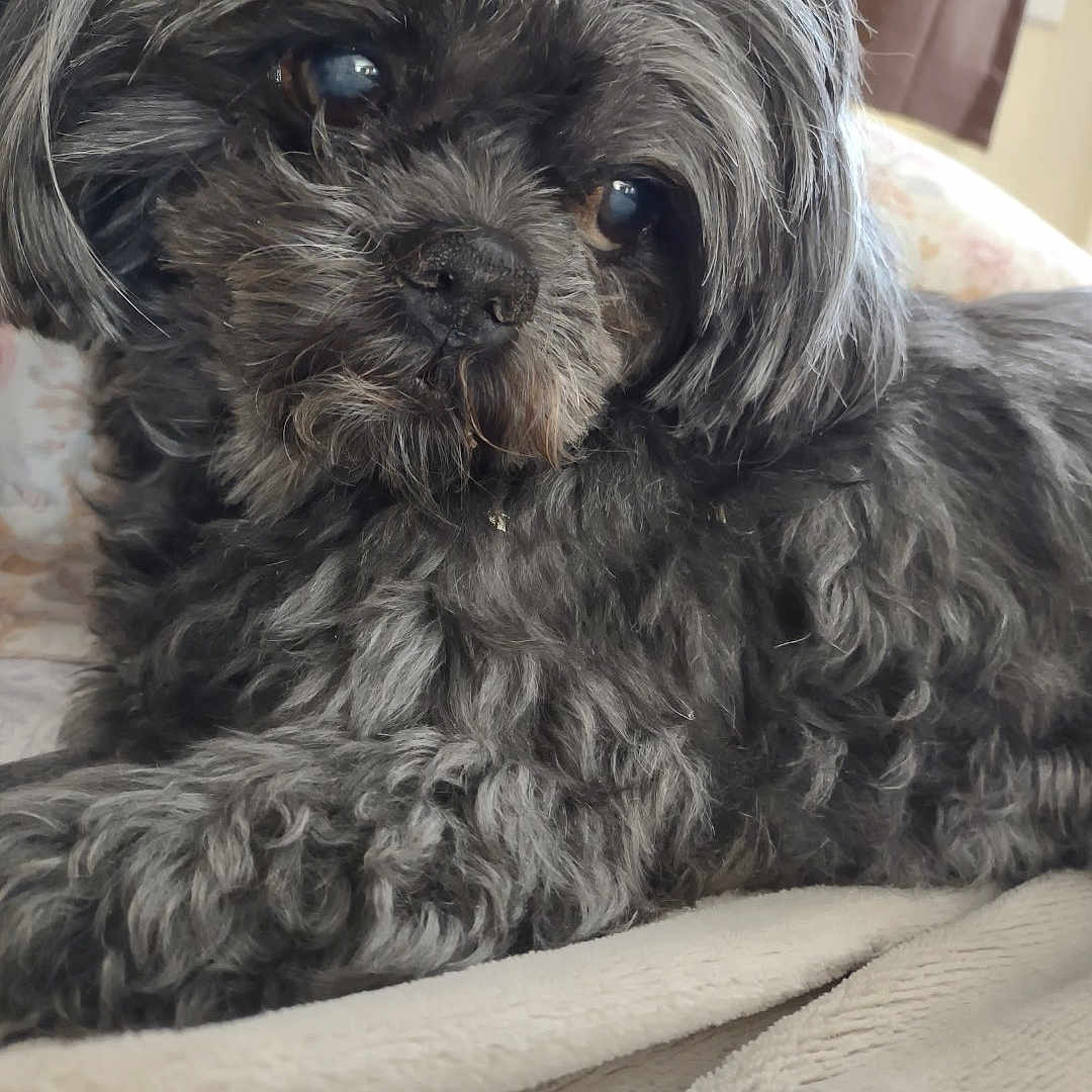 Brynn joined the competition — help win amazing prizes! animal, black_dog, blanket, canine, close_up, companion, cozy, cute, dog, domestic, fluffy, fur, grey_fur, indoor, laying, pet, portrait, relaxed, resting, soft