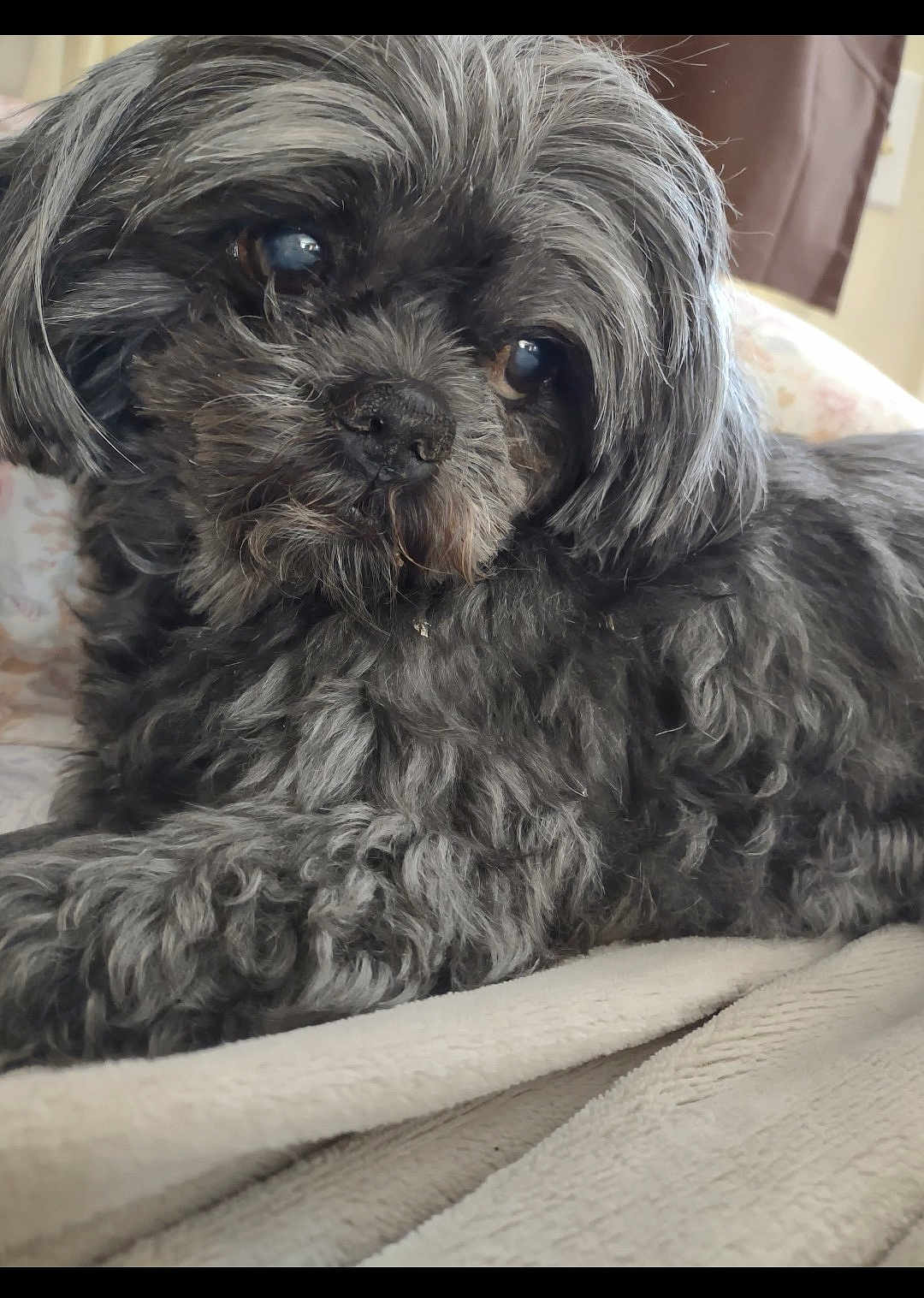 Brynn joined the competition — help win amazing prizes! dog, black_dog, grey_fur, fluffy, pet, indoor, blanket, resting, fur, animal, cute, cozy, portrait, canine, soft, relaxed, companion, laying, close_up, domestic