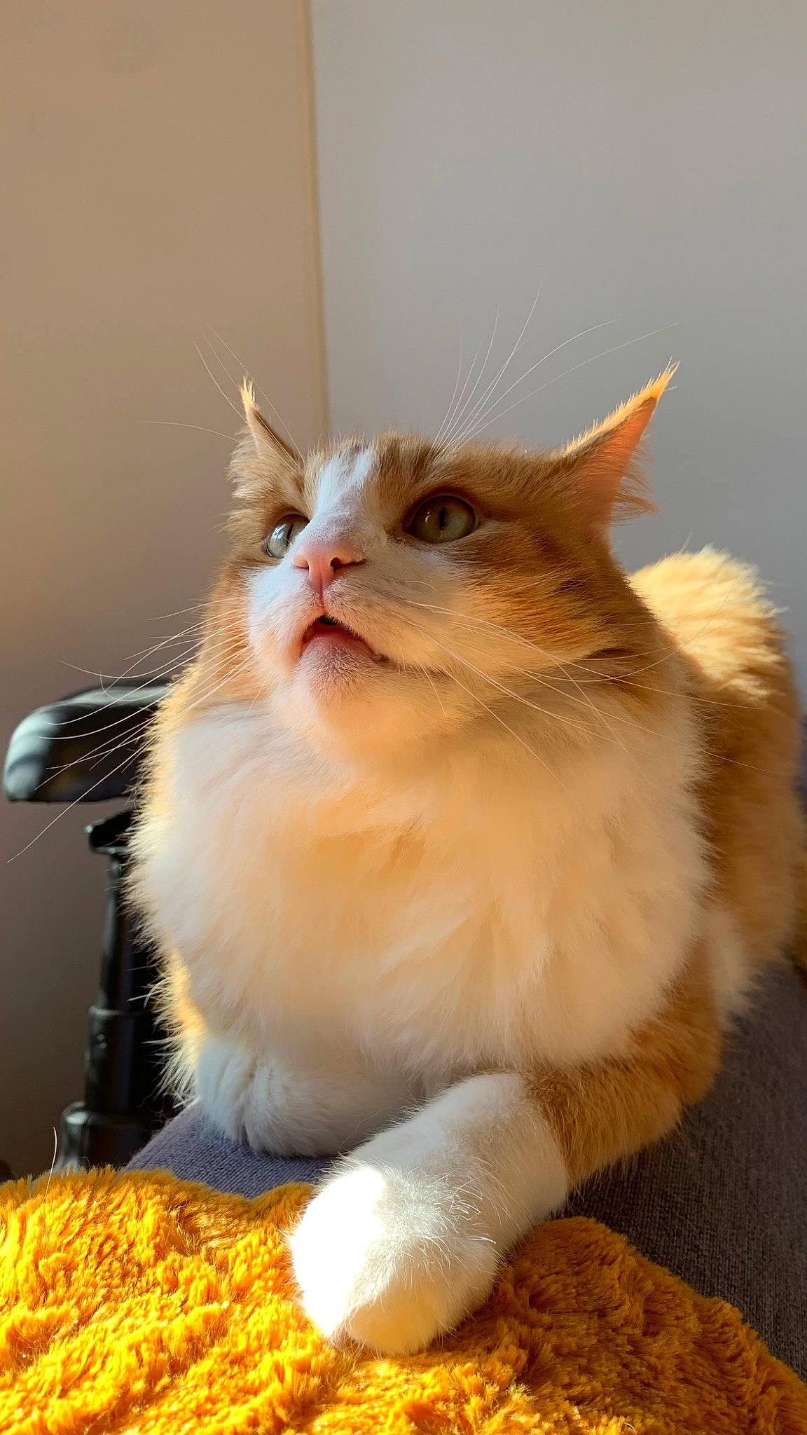 Maki participe au concours pour gagner de l'argent avec cette photo : carnivore, cat, cat_supply, claw, domestic_short_haired_cat, fawn, felidae, fur, paw, small_to_medium_sized_cats, tail, whiskers, window, wood