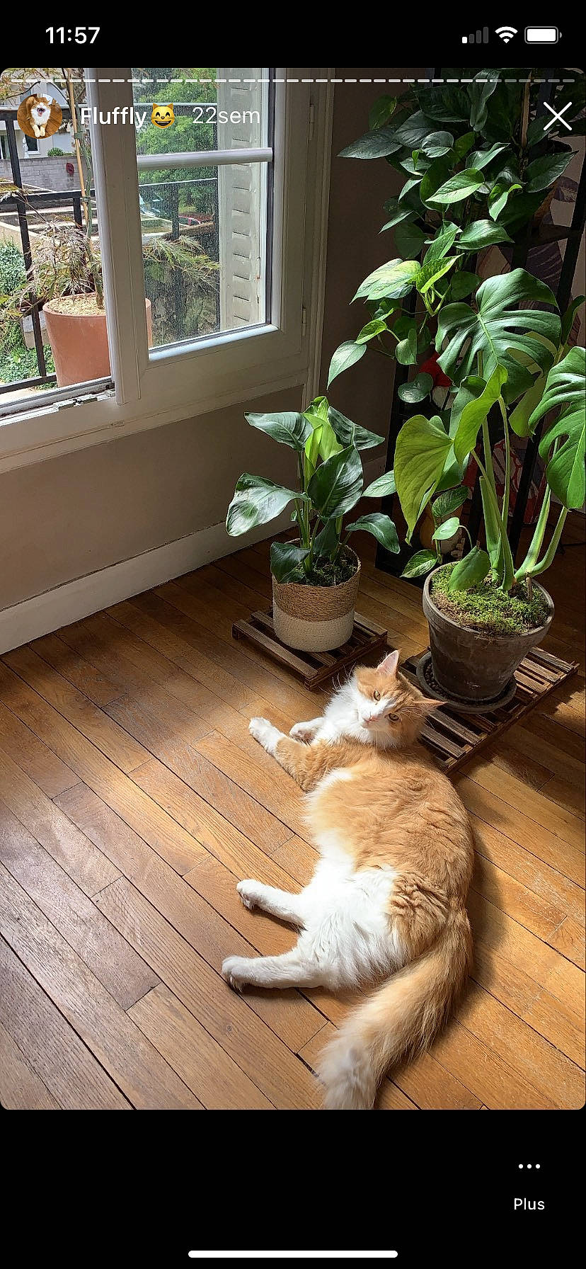 Maki a rejoint le concours — aidez-le/la à gagner de superbes lots ! carnivore, cat, comfort, fawn, felidae, floor, flooring, flowerpot, green, hardwood, houseplant, interior_design, light, plant, small_to_medium_sized_cats, terrestrial_plant, whiskers, window, wood, wood_stain