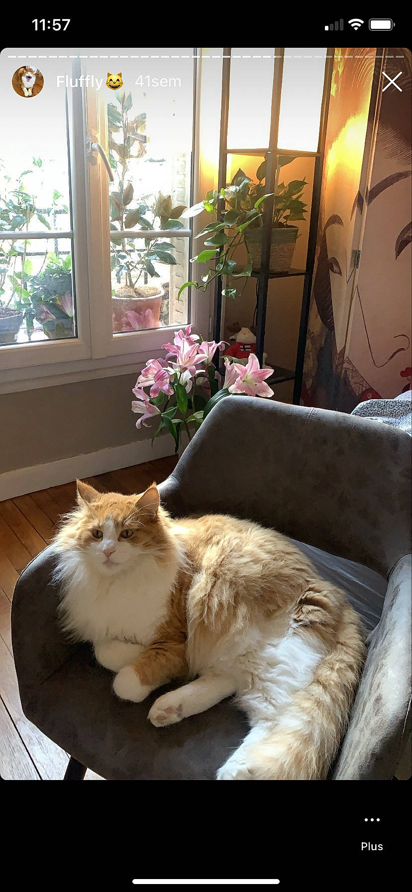 Maki participe au concours pour gagner de l'argent avec cette photo : carnivore, cat, comfort, couch, fawn, felidae, floor, flooring, flower, houseplant, interior_design, light, living_room, plant, small_to_medium_sized_cats, sunlight, whiskers, window, wood, yellow