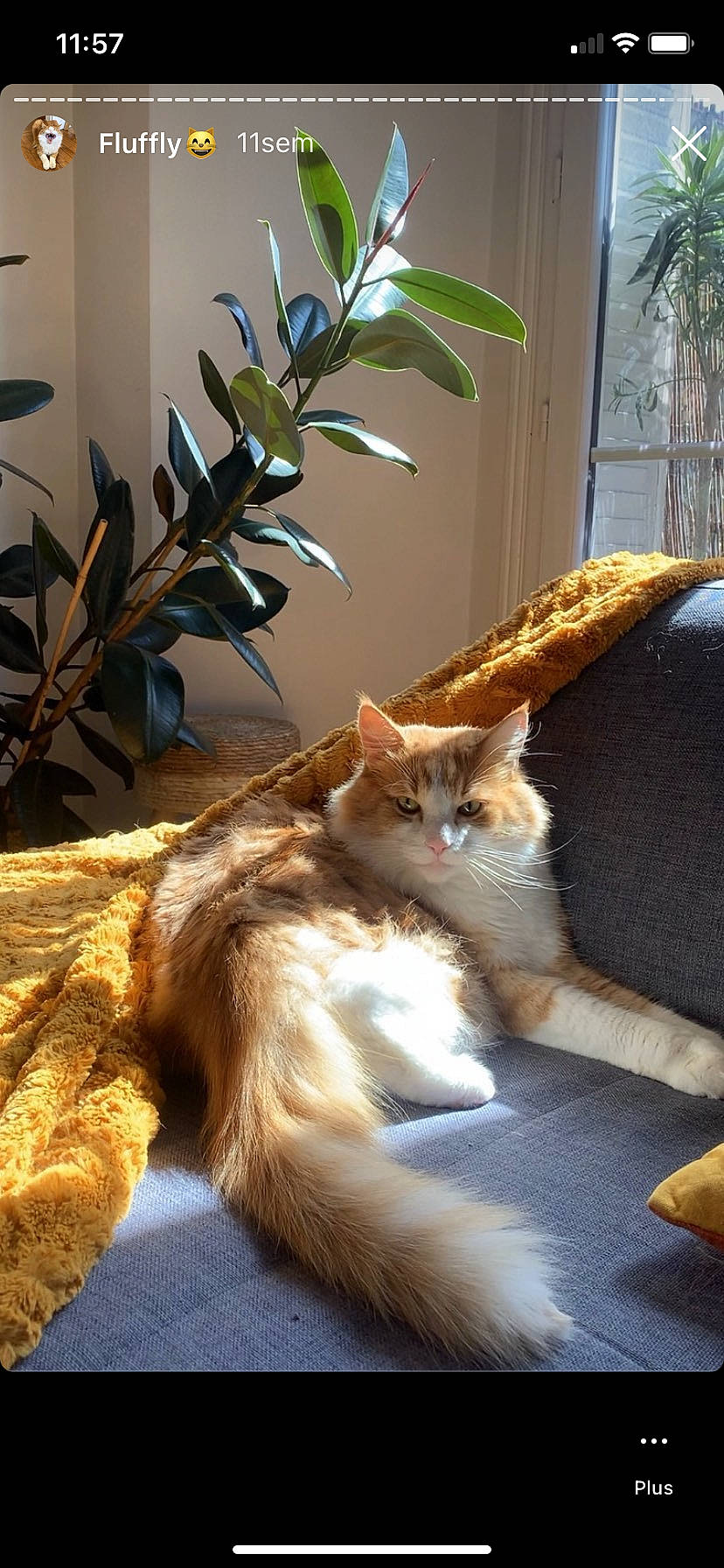 Maki a rejoint le concours — aidez-le/la à gagner de superbes lots ! carnivore, cat, comfort, companion_dog, fawn, felidae, flooring, flowerpot, fur, grass, houseplant, plant, small_to_medium_sized_cats, snout, sunlight, tail, tints_and_shades, whiskers, window, wood