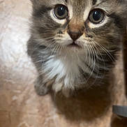 Kitty is registered to the contest to win money with this photo: adorable, animal, cat, close_up, curious, cute, domestic, feline, floor, fur, indoor, kitten, looking_up, mammal, pet, portrait, small, soft, whiskers, young