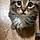 Kitty
