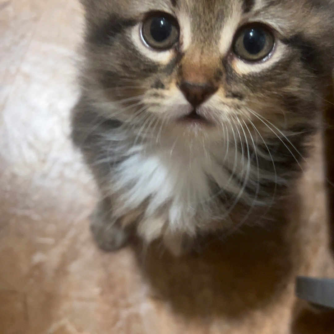 Kitty