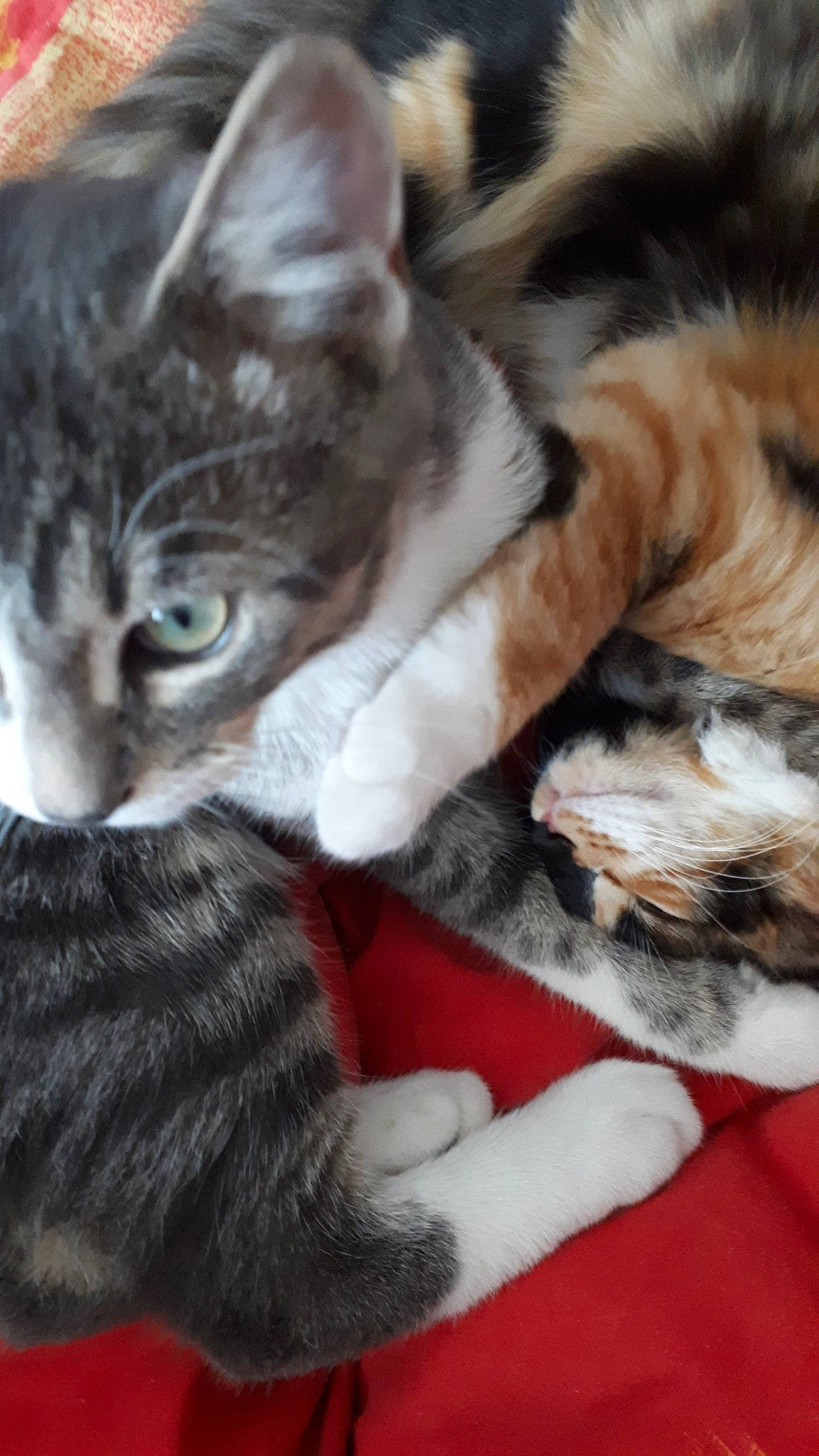 Soprano a rejoint le concours — aidez-le/la à gagner de superbes lots ! american_shorthair, american_wirehair, asian, california_spangled, carnivore, cat, domestic_short_haired_cat, dragon_li, european_shorthair, felidae, fur, kitten, mammal, paw, pixie_bob, polydactyl_cat, small_to_medium_sized_cats, tabby_cat, vertebrate, whiskers