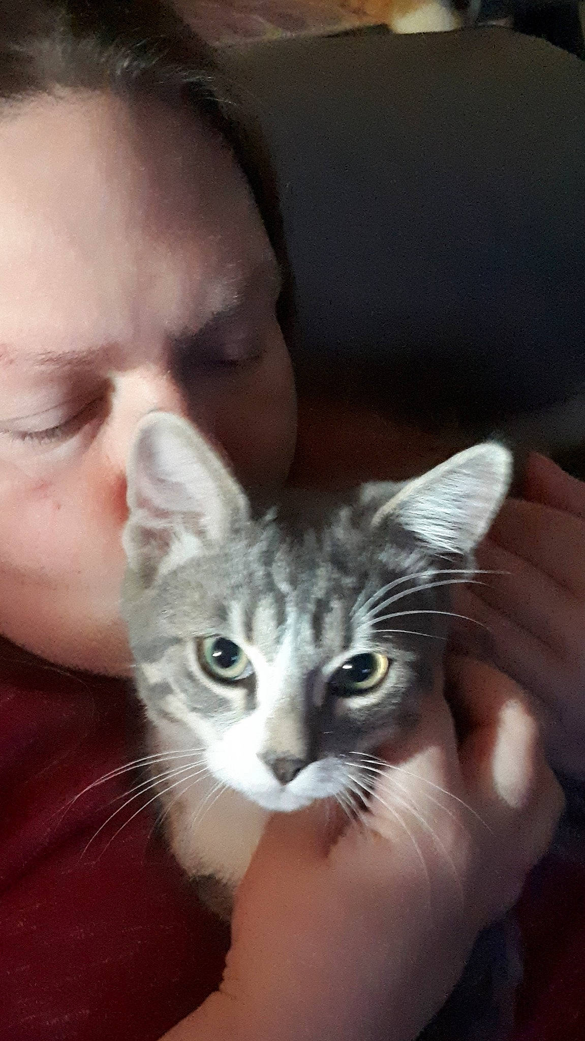 Soprano a rejoint le concours — aidez-le/la à gagner de superbes lots ! american_curl, american_shorthair, american_wirehair, asian, carnivore, cat, domestic_short_haired_cat, ear, european_shorthair, eye, felidae, fur, head, kitten, mammal, nose, ojos_azules, small_to_medium_sized_cats, vertebrate, whiskers