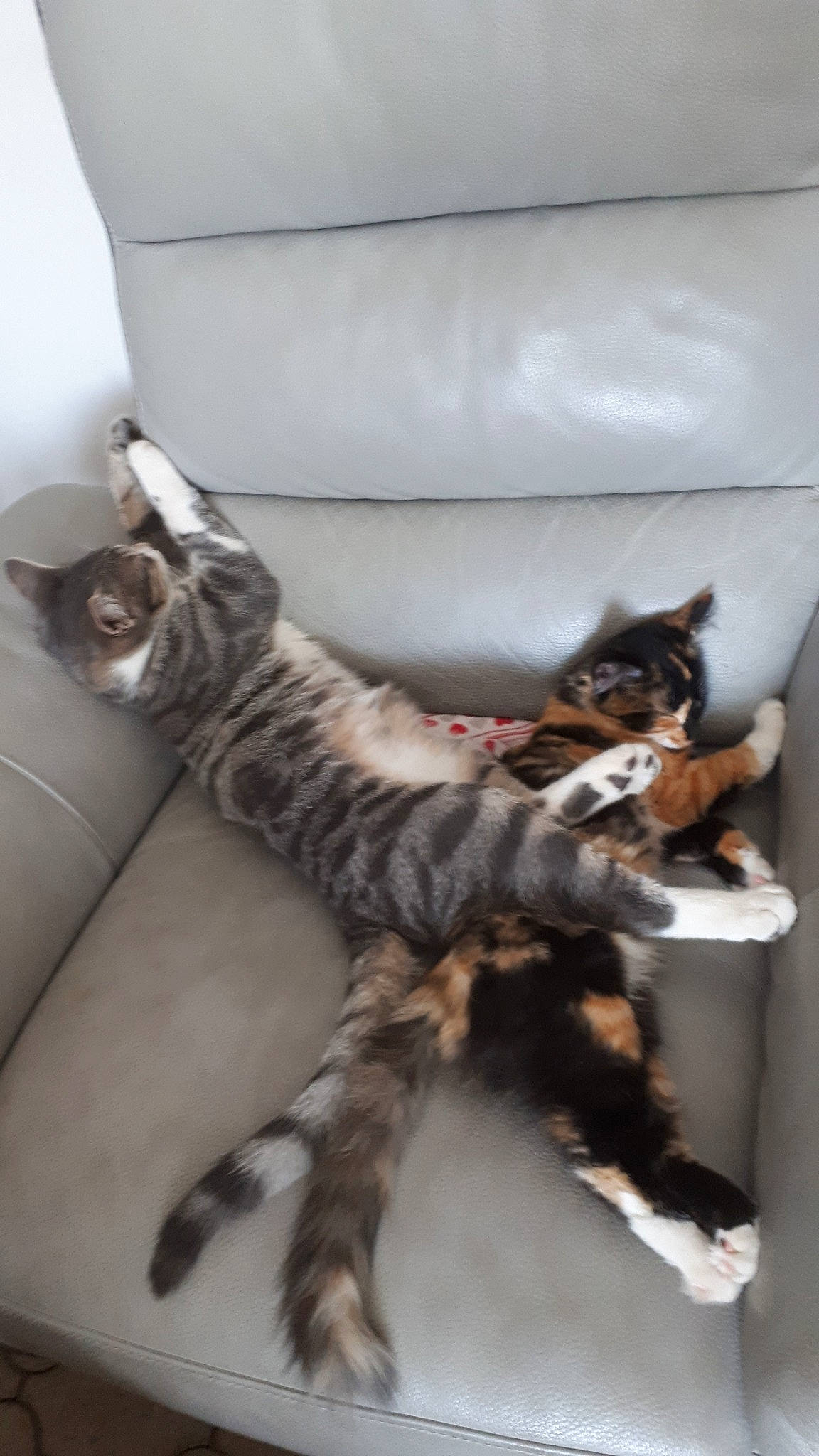 Soprano participe au concours pour gagner de l'argent avec cette photo : american_shorthair, carnivore, cat, domestic_short_haired_cat, dragon_li, european_shorthair, felidae, fur, kitten, maine_coon, mammal, paw, pixie_bob, small_to_medium_sized_cats, sporting_group, tabby_cat, tail, toyger, vertebrate, whiskers