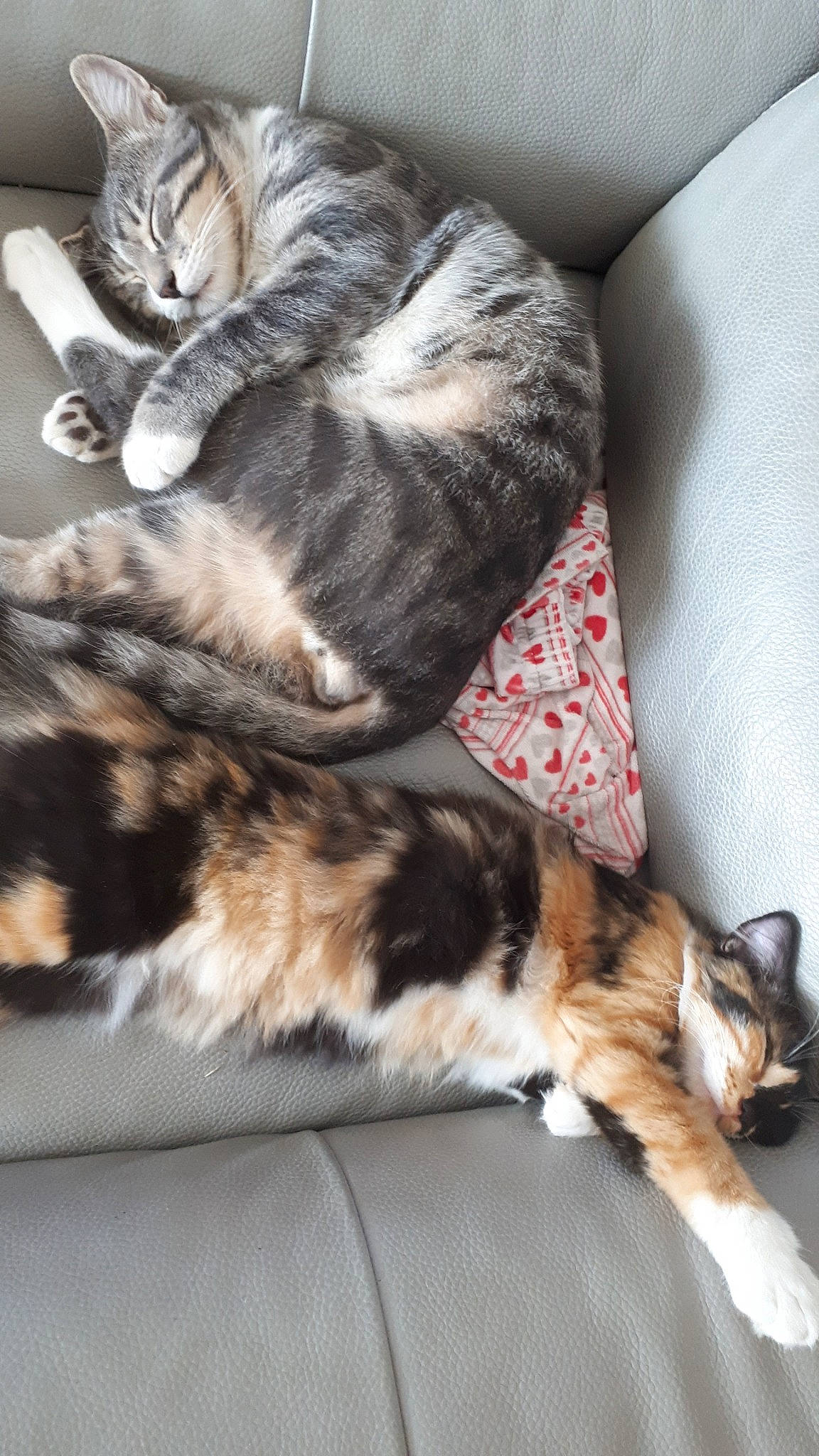 Soprano a rejoint le concours — aidez-le/la à gagner de superbes lots ! american_shorthair, american_wirehair, asian, carnivore, cat, claw, domestic_short_haired_cat, dragon_li, european_shorthair, felidae, fur, kitten, mammal, norwegian_forest_cat, paw, small_to_medium_sized_cats, sokoke, tabby_cat, tail, whiskers