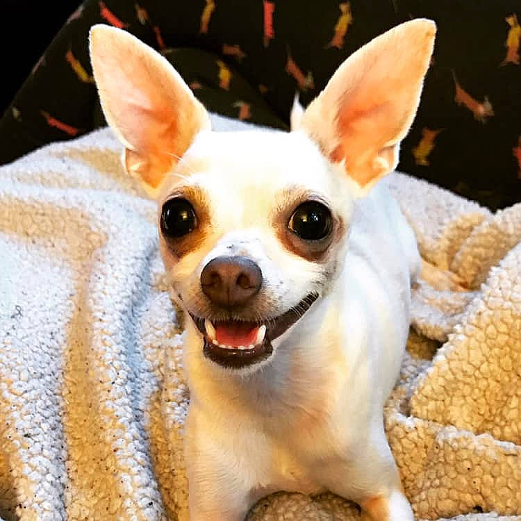 Pippin joined the competition — help win amazing prizes! ancient_dog_breeds, canidae, carnivore, chihuahua, companion_dog, corgi_chihuahua, dog, dog_breed, ear, fawn, head, mammal, puppy, russkiy_toy, snout, toy_dog, toy_fox_terrier, vertebrate, whiskers
