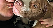 Zyra is registered to the contest to win money with this photo: person, dog, pit_bull, brown_and_white, pet, cuddle, kiss, affection, portrait, close_up, indoor, cozy, blanket, plush_toy, collar, leash, hand, face, side_eye, snuggling