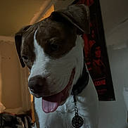 Zyra is registered to the contest to win money with this photo: dog, pet, animal, portrait, close_up, happy, playful, tongue_out, floppy_ears, brown_and_white, short_hair, collar, pet_tag, sitting, indoors, bedroom, blankets, plush_toy, poster, photography
