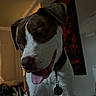 dog, pet, animal, portrait, close_up, happy, playful, tongue_out, floppy_ears, brown_and_white, short_hair, collar, pet_tag, sitting, indoors, bedroom, blankets, plush_toy, poster, photography