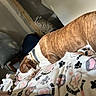 dog, brown_and_white, sleeping, lying_down, bed, blanket, paw_print_pattern, indoor, bedroom, pet, collar, relaxed, resting, stretched_out, short_hair, animal, cozy, cluttered_room, household_items, photograph