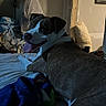 Zyra joined the competition — help win amazing prizes! dog, canine, pet, portrait, happy, playful, tongue_out, bed, bedroom, blanket, pillow, indoor, home, cozy, relaxed, black_and_white, short_hair, collar, looking_back, warm_lighting