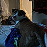 Zyra is registered to the contest to win money with this photo: dog, pet, bed, bedroom, indoors, lying_down, sitting, black_and_white, short_hair, collar, blanket, bedding, furniture, home, room, portrait, animal, relaxed, dim_lighting, wall_art