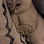 abyssinian, angora, animal, bed, bedroom, blanket, cat, couch, cushion, egyptiancat, furniture, homedecor, kitten, linen, manx, person, pet, quilt, siamese, sleeping