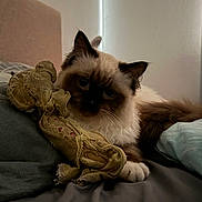 Bueno participe au concours pour gagner de l'argent avec cette photo : animal, bed, cat, comfort, cozy, cute, cute_animal, domestic, feline, fluffy, fur, indoor, paws, pet, relaxed, resting, sleepy, soft_lighting, toy, whiskers