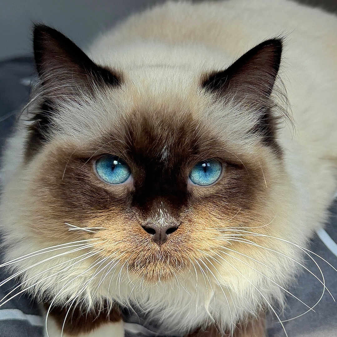 Bueno participe au concours pour gagner de l'argent avec cette photo : animal, blue_eyes, cat, closeup, cute, domestic_cat, ears, feline, fluffy, focused, fur, indoor, light, muzzle, paws, pet, portrait, shadow, soft_surface, whiskers
