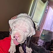 Xena is registered to the contest to win money with this photo: animal, black, blanket, cage, closed_eyes, curtains, cute, dog, furniture, hand, holding, indoor, person, pet, puppy, red_sleeve, tongue, white, window, young