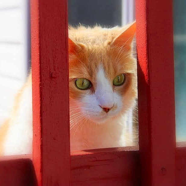 Oscar joined the competition — help win amazing prizes! cat, orange_cat, white_cat, green_eyes, wooden_fence, red_wood, outdoor, pet, animal, curious, close_up, face, whiskers, fur, daylight, nature, portrait, looking, background_blur, domestic_cat
