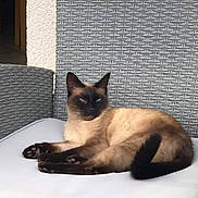 Junia a rejoint le concours — aidez-le/la à gagner de superbes lots ! cat, siamese_cat, pet, animal, feline, lounging, sitting, paws, tail, blue_eyes, dark_face, cream_fur, outdoor, patio, chair, cushion, wicker, furniture, portrait, relaxed