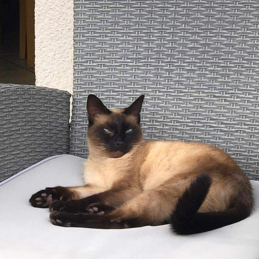 Junia a rejoint le concours — aidez-le/la à gagner de superbes lots ! cat, siamese_cat, pet, animal, feline, lounging, sitting, paws, tail, blue_eyes, dark_face, cream_fur, outdoor, patio, chair, cushion, wicker, furniture, portrait, relaxed