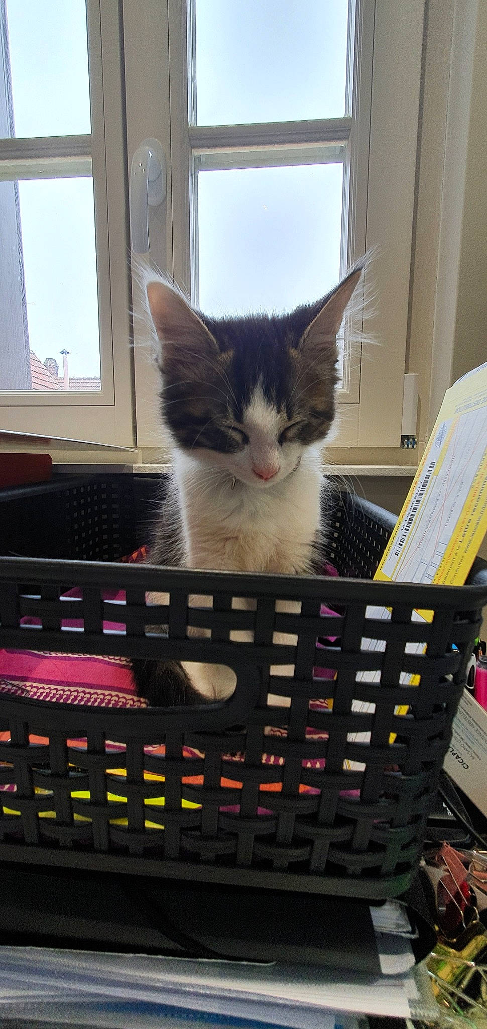 Flouky a rejoint le concours — aidez-le/la à gagner de superbes lots ! carnivore, cat, computer_keyboard, domestic_short_haired_cat, european_shorthair, felidae, kitten, small_to_medium_sized_cats, tabby_cat, whiskers