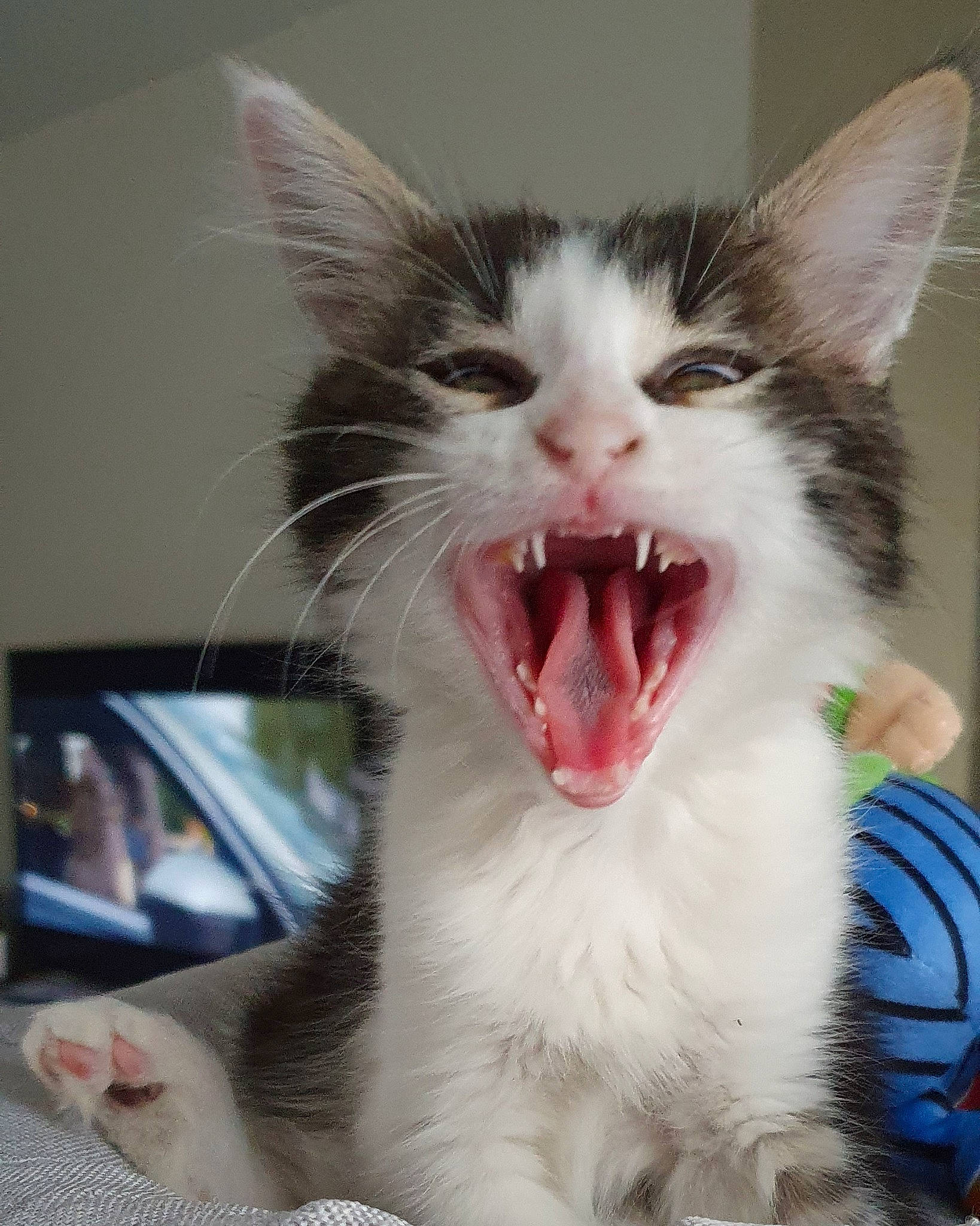 Flouky participe au concours pour gagner de l'argent avec cette photo : aegean_cat, american_wirehair, carnivore, cat, domestic_short_haired_cat, ear, european_shorthair, facial_expression, fang, felidae, kitten, mammal, mouth, nose, organ, small_to_medium_sized_cats, snout, tooth, whiskers, yawn