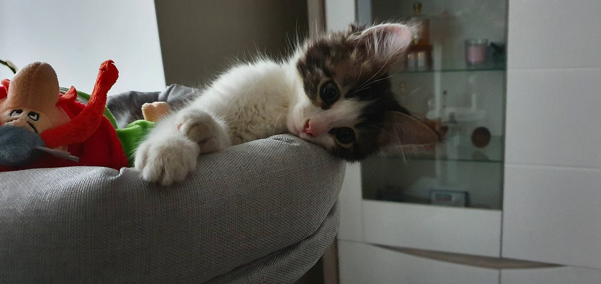 Flouky a rejoint le concours — aidez-le/la à gagner de superbes lots ! aegean_cat, american_curl, asian, carnivore, cat, domestic_short_haired_cat, european_shorthair, felidae, fur, kitten, mammal, ojos_azules, paw, polydactyl_cat, ragamuffin, small_to_medium_sized_cats, snout, turkish_van, whiskers