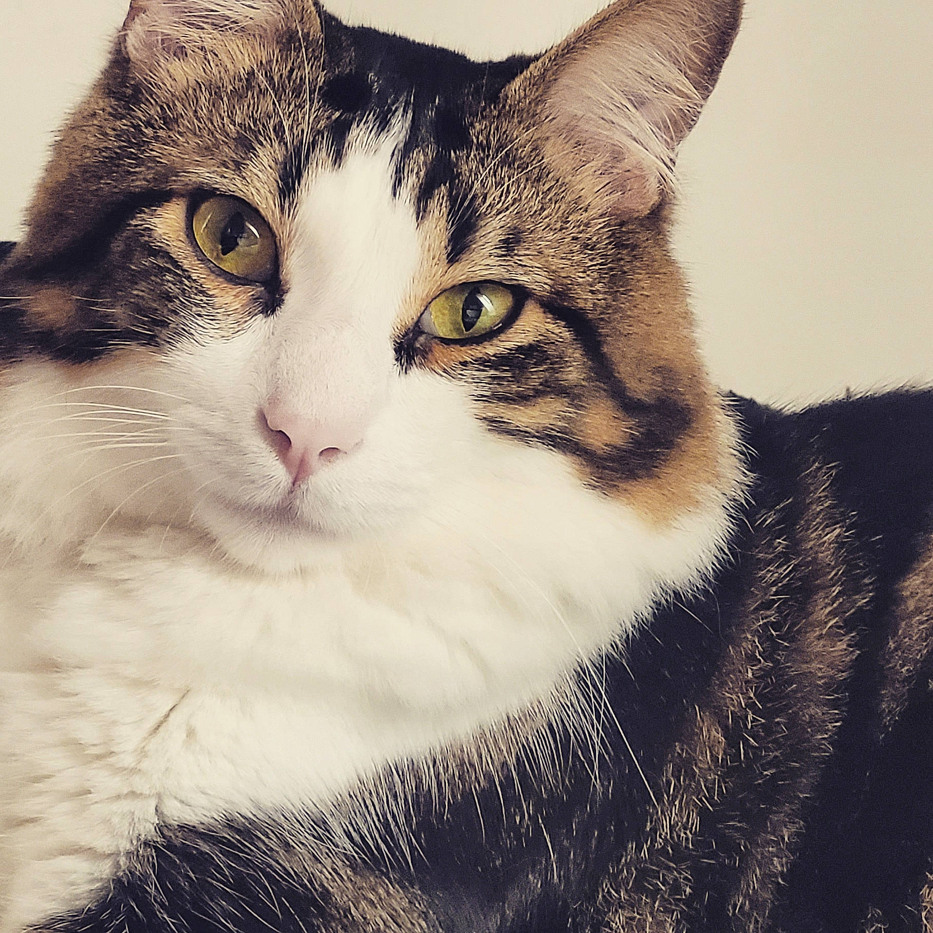 Flouky participe au concours pour gagner de l'argent avec cette photo : art, carnivore, cat, comfort, domestic_short_haired_cat, eye, felidae, fur, iris, paw, photo_caption, rectangle, sky, small_to_medium_sized_cats, snout, square, stock_photography, tree, whiskers, window