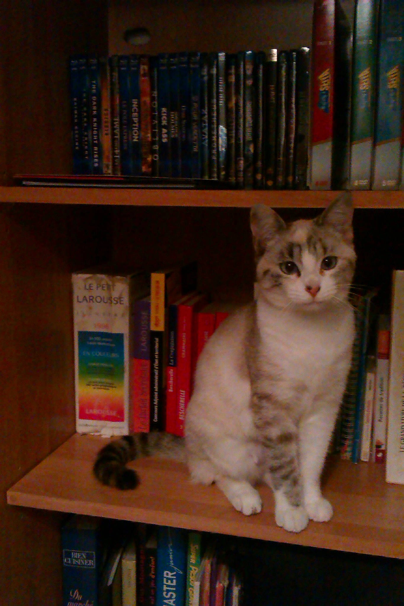 Mitsu a rejoint le concours — aidez-le/la à gagner de superbes lots ! carnivoran, cat, cat_like_mammal, domestic_short_haired_cat, furniture, kitten, person, shelf, shelving, small_to_medium_sized_cats, whiskers