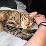 cat, tabby, sleeping, bed, human_arm, resting, cozy, peaceful, indoor, feline, pet, fur, whiskers, comfort, relaxation, domestic, animal, closeup, nap, companionship
