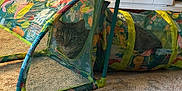 Mimi joined the competition — help win amazing prizes! cat, indoor, play_tunnel, mesh, colorful, patterned, animal, pet, carpet, curious, feline, toy, fabric, green, yellow, blue, orange, room, floor, household