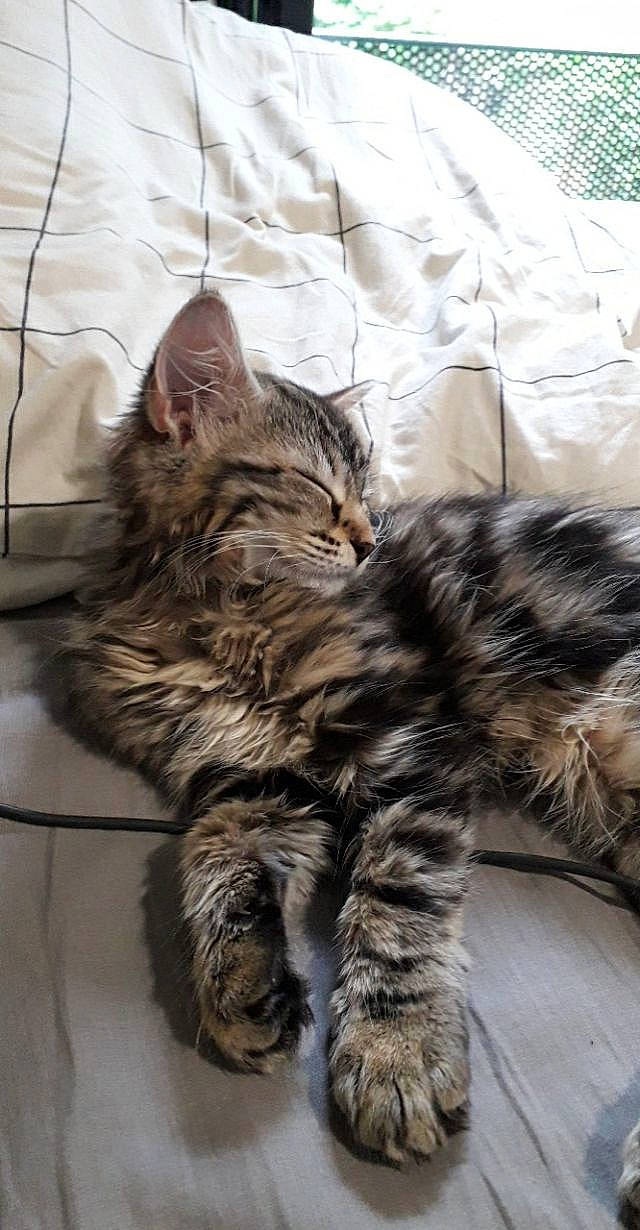 Shenzy participe au concours pour gagner de l'argent avec cette photo : carnivore, cat, claw, comfort, domestic_short_haired_cat, felidae, foot, fur, maine_coon, paw, small_to_medium_sized_cats, snout, tail, terrestrial_animal, whiskers