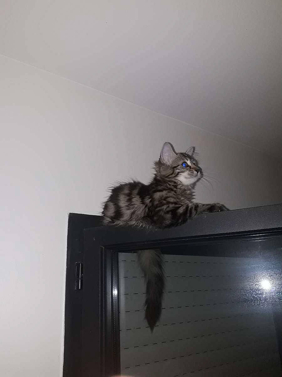 Shenzy a rejoint le concours — aidez-le/la à gagner de superbes lots ! cabinetry, carnivore, cat, darkness, domestic_short_haired_cat, felidae, fur, grey, hardwood, room, small_to_medium_sized_cats, tail, whiskers, wood