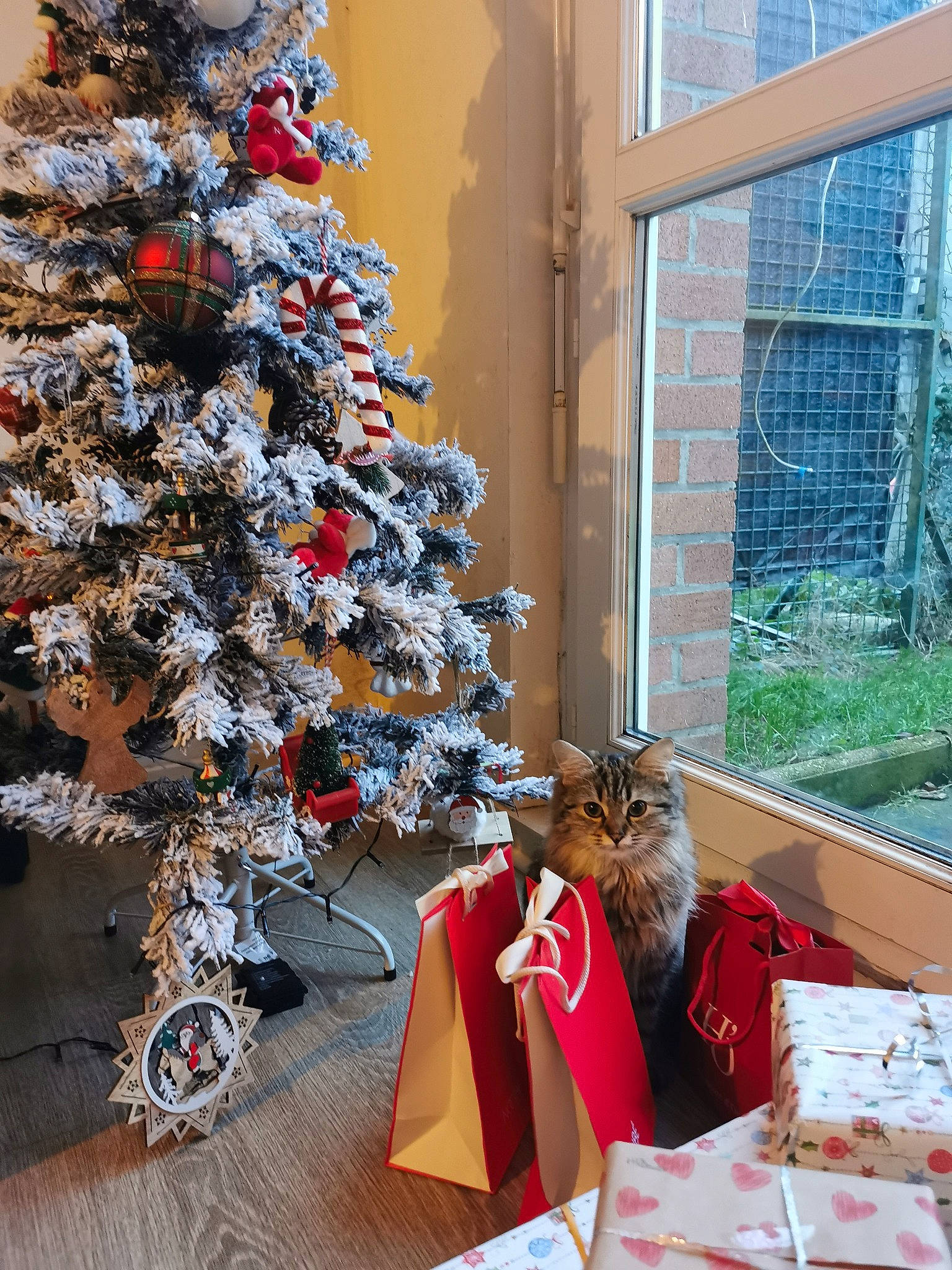 Shenzy participe au concours pour gagner de l'argent avec cette photo : cat, christmas, christmas_decoration, christmas_eve, christmas_ornament, christmas_tree, conifer, event, evergreen, felidae, holiday, holiday_ornament, interior_design, ornament, plant, room, tree, winter, wood