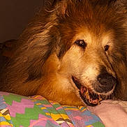 Debbie participe au concours pour gagner de l'argent avec cette photo : animal, bedroom, blanket, canine, closeup, colorful, comfort, cozy, cute, dog, face, fluffy, fur, indoor, muzzle, patterned, pet, portrait, resting, warm