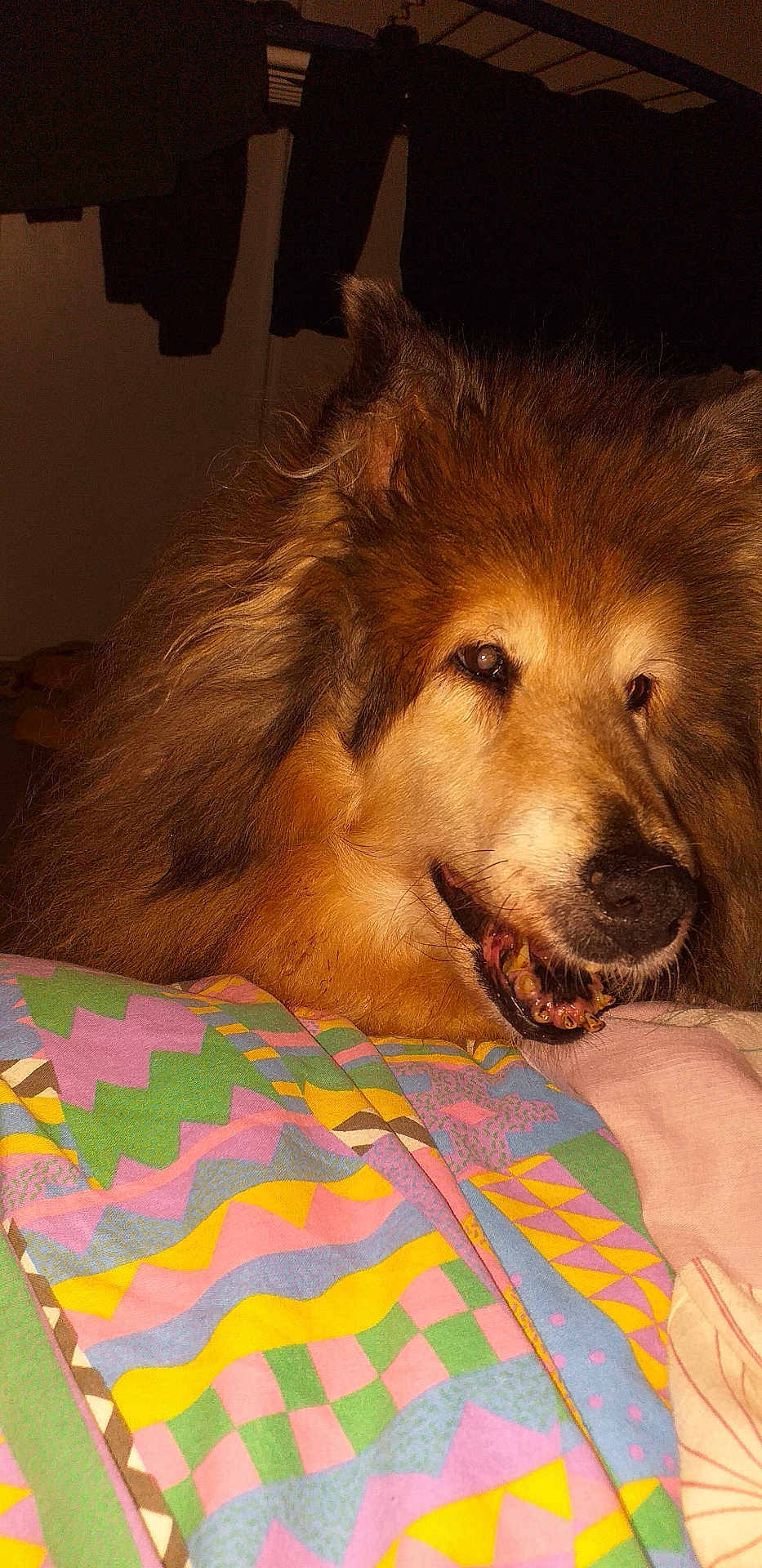Debbie participe au concours pour gagner de l'argent avec cette photo : animal, bedroom, blanket, canine, closeup, colorful, comfort, cozy, cute, dog, face, fluffy, fur, indoor, muzzle, patterned, pet, portrait, resting, warm