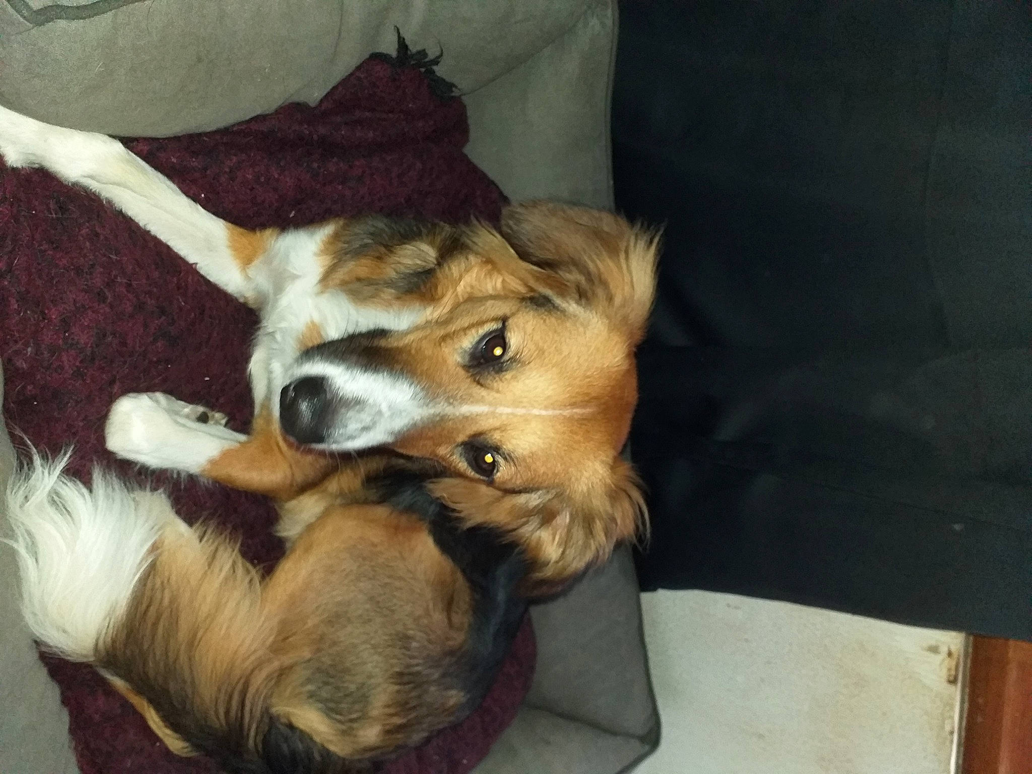 Tao participe au concours pour gagner de l'argent avec cette photo : canidae, carnivore, comfort, companion_dog, couch, dog, dog_breed, dog_supply, fawn, fur, herding_dog, paw, pillow, snout, sporting_group, throw_pillow, toy_dog, whiskers, working_dog