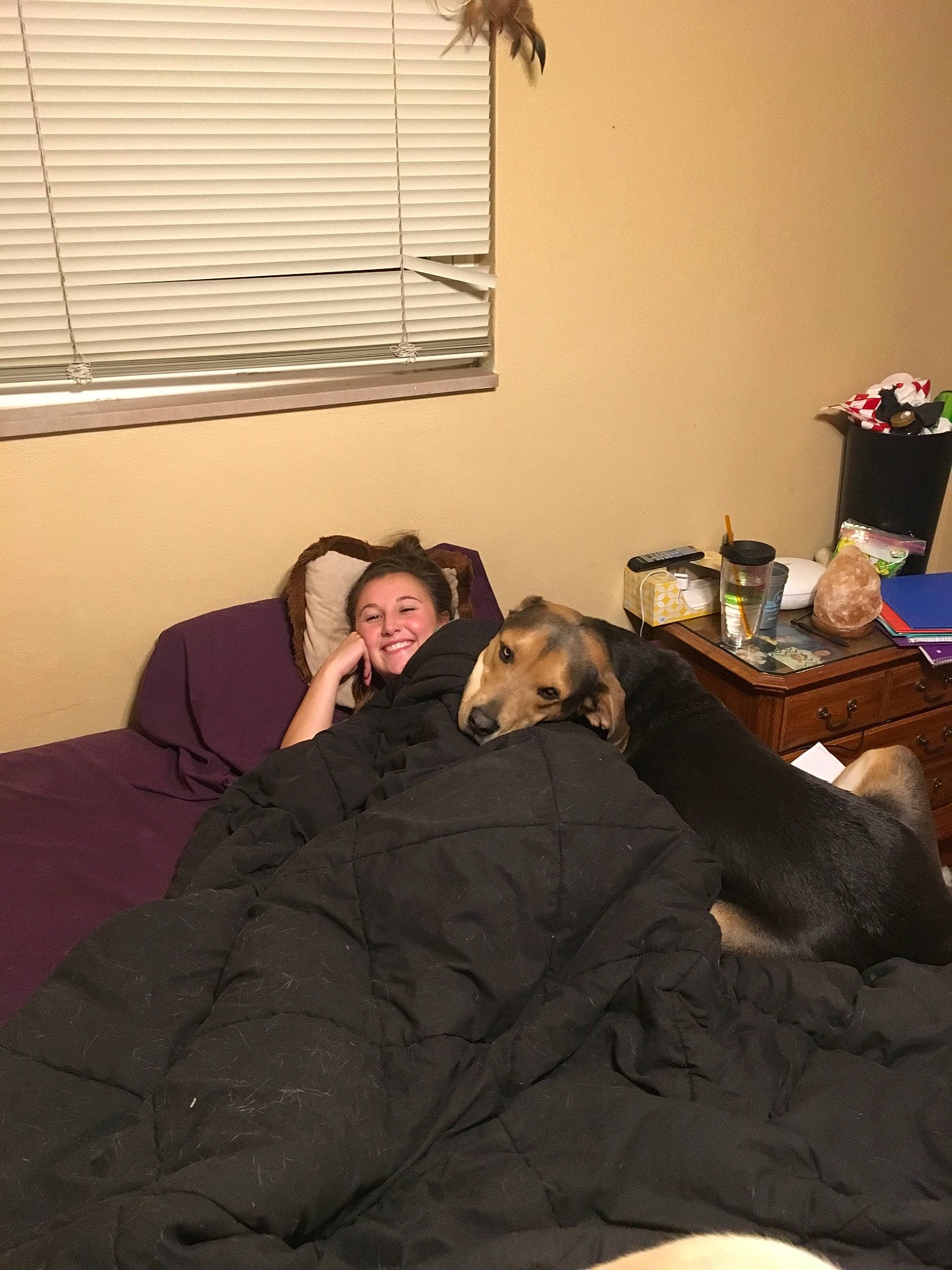 Roscoe joined the competition — help win amazing prizes! bed, canidae, carnivore, comfort, couch, dog, dog_breed, fawn, floor, furniture, guard_dog, interior_design, joy, person, room