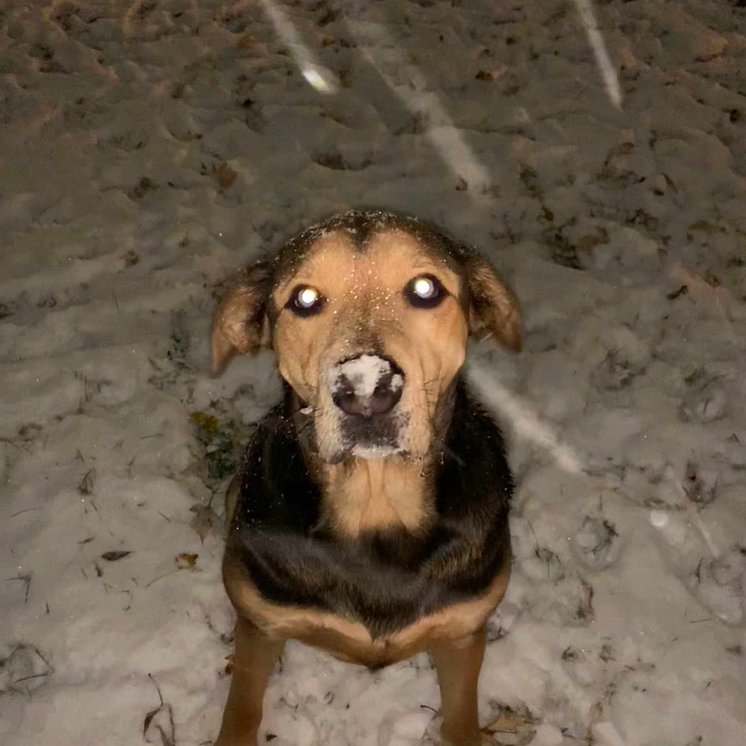Roscoe joined the competition — help win amazing prizes! beagador, canidae, carnivore, dog, dog_breed, fawn, huntaway, hunting_dog, mammal, mountain_cur, potcake_dog, rare_breed_dog, snout, sporting_group, street_dog