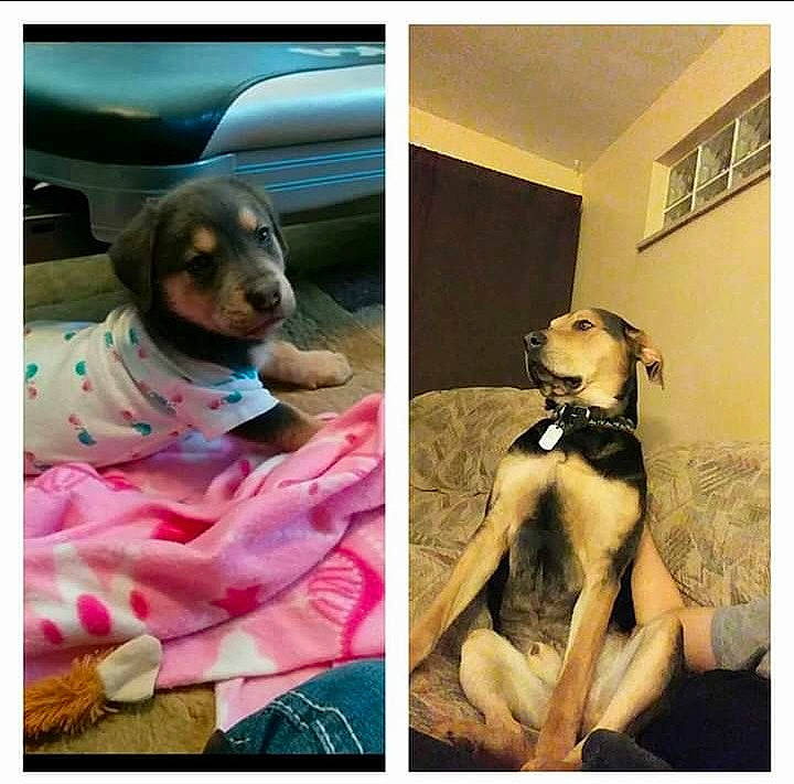 Roscoe is registered to the contest to win money with this photo: canidae, carnivore, companion_dog, coonhound, dachshund, dog, dog_breed, fawn, headwear, love, person, puppy, puppy_love, selfie, sporting_group, weimaraner